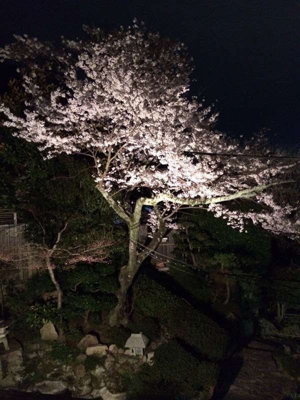 三瀧茶屋夜桜